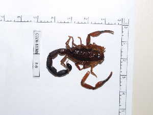  ( - INB0003535103)  @11 [ ] Copyright (2012) C. Viquez Instituto Nacional de Biodiversidad