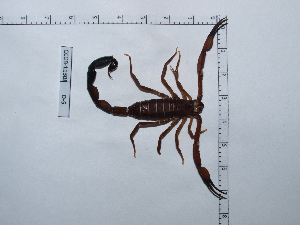  ( - INB0004324344)  @12 [ ] Copyright (2012) C. Viquez Instituto Nacional de Biodiversidad