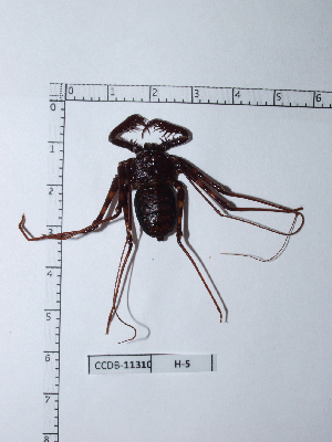  (Phrynus pseudoparvulus - INB0004325127)  @13 [ ] Copyright (2012) C. Viquez Instituto Nacional de Biodiversidad