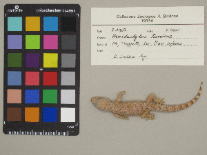  (Hemidactylus turcicus - MCCI-R-1307)  @11 [ ] by-nc-sa (2025) Irene Pellegrino Università degli Studi del Piemonte Orientale