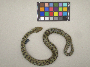  (Vipera aspis - MCCI-R-292)  @11 [ ] by-nc-sa (2025) Irene Pellegrino Università degli Studi del Piemonte Orientale