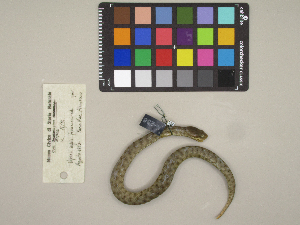  (Vipera aspis francisciredi - MCCI-R-298)  @11 [ ] by-nc-sa (2025) Irene Pellegrino Università degli Studi del Piemonte Orientale