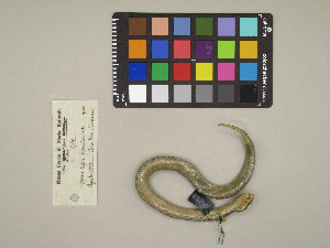  (Vipera ammodytes - MCCI-R-301)  @11 [ ] by-nc-sa (2025) Irene Pellegrino Università degli Studi del Piemonte Orientale
