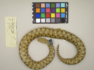  (Vipera aspis - MCCI-R-442)  @11 [ ] by-nc-sa (2025) Irene Pellegrino Università degli Studi del Piemonte Orientale