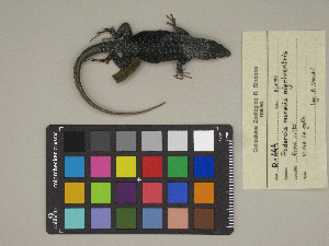  (Podarcis muralis nigriventris - MCCI-R-444)  @11 [ ] by-nc-sa (2025) Irene Pellegrino Università degli Studi del Piemonte Orientale