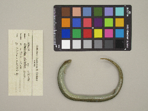  (Chalcides - MCCI-R-500)  @11 [ ] by-nc-sa (2025) Irene Pellegrino Università degli Studi del Piemonte Orientale