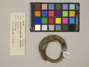  (Chalcides chalcides - MCCI-R-50)  @11 [ ] by-nc-sa (2025) Irene Pellegrino Università degli Studi del Piemonte Orientale