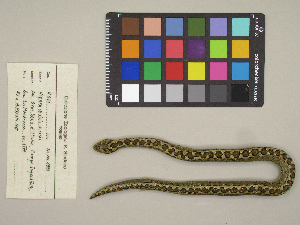  (Vipera ursinii - MCCI-R-911)  @11 [ ] by-nc-sa (2025) Irene Pellegrino Università degli Studi del Piemonte Orientale