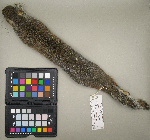  (Sciurus carolinensis - MCCI-M-1054)  @11 [ ] by-nc-sa (2025) Irene Pellegrino Università degli Studi del Piemonte Orientale