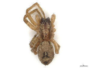  ( - CBG-A48584-H11)  @11 [ ] CreativeCommons - Attribution (2024) CBG Photography Group Centre for Biodiversity Genomics