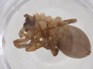  ( - CBG-A52200-B03)  @11 [ ] CreativeCommons - Attribution Share - Alike (2024) Centre for Biodiversity Genomics Centre for Biodiversity Genomics