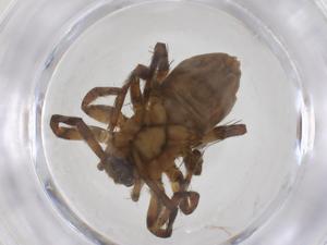  ( - CBG-A52200-B04)  @11 [ ] CreativeCommons - Attribution Share - Alike (2024) Centre for Biodiversity Genomics Centre for Biodiversity Genomics