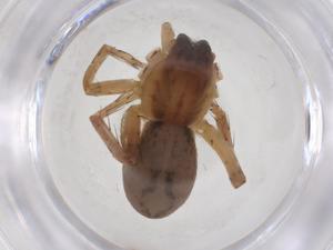  ( - CBG-A52200-B05)  @11 [ ] CreativeCommons - Attribution Share - Alike (2024) Centre for Biodiversity Genomics Centre for Biodiversity Genomics