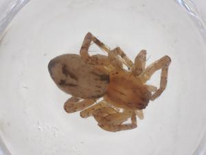  ( - CBG-A52200-B09)  @11 [ ] CreativeCommons - Attribution Share - Alike (2024) Centre for Biodiversity Genomics Centre for Biodiversity Genomics