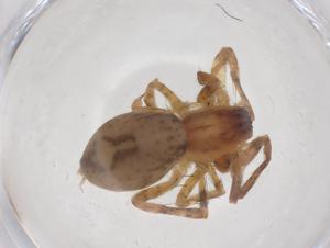  ( - CBG-A52200-B10)  @11 [ ] CreativeCommons - Attribution Share - Alike (2024) Centre for Biodiversity Genomics Centre for Biodiversity Genomics