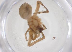  ( - CBG-A52200-B11)  @11 [ ] CreativeCommons - Attribution Share - Alike (2024) Centre for Biodiversity Genomics Centre for Biodiversity Genomics