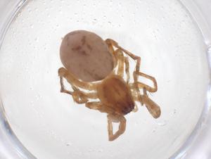  ( - CBG-A52200-C01)  @11 [ ] CreativeCommons - Attribution Share - Alike (2024) Centre for Biodiversity Genomics Centre for Biodiversity Genomics