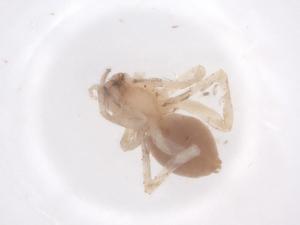  ( - CBG-A52245-B06)  @11 [ ] CreativeCommons - Attribution Share - Alike (2024) Centre for Biodiversity Genomics Centre for Biodiversity Genomics