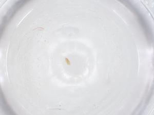  ( - CBG-A52247-F02)  @11 [ ] CreativeCommons - Attribution Share - Alike (2024) Centre for Biodiversity Genomics Centre for Biodiversity Genomics