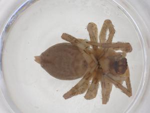  ( - CBG-A52248-A09)  @11 [ ] CreativeCommons - Attribution Share - Alike (2024) Centre for Biodiversity Genomics Centre for Biodiversity Genomics