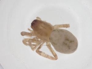  ( - CBG-A52251-B08)  @11 [ ] CreativeCommons - Attribution Share - Alike (2024) Centre for Biodiversity Genomics Centre for Biodiversity Genomics