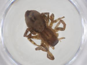  ( - CBG-A53170-E02)  @11 [ ] CreativeCommons - Attribution Share - Alike (2024) Centre for Biodiversity Genomics Centre for Biodiversity Genomics