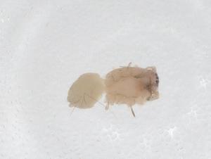  ( - CBG-A54537-E12)  @11 [ ] CreativeCommons - Attribution Share - Alike (2024) Centre for Biodiversity Genomics Centre for Biodiversity Genomics