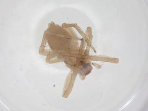  ( - CBG-A54548-C11)  @11 [ ] CreativeCommons - Attribution Share - Alike (2024) Centre for Biodiversity Genomics Centre for Biodiversity Genomics