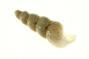  (Turritellidae - 11ARMOL-00004)  @14 [ ] Unspecified (default): All Rights Reserved  Unspecified Centre for Biodiversity Genomics