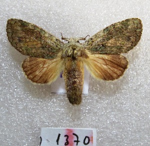  ( - MACN-Bar-Lep-ct 01370)  @14 [ ] Copyright (2013) MACN Museo Argentino de Ciencias Naturales "Bernardino Rivadavia"
