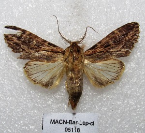  (Dasylophia sp - MACN-Bar-Lep-ct 05116)  @14 [ ] Copyright (2013) MACN Museo Argentino de Ciencias Naturales "Bernardino Rivadavia"