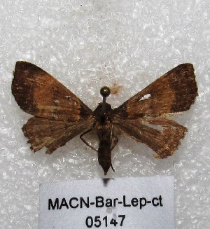  (Lascoria sp. PL1 - MACN-Bar-Lep-ct 05147)  @12 [ ] Copyright (2013) MACN Museo Argentino de Ciencias Naturales "Bernardino Rivadavia"