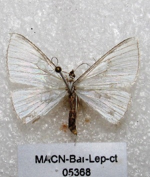  (Zanclopteryx sp. PL1 - MACN-Bar-Lep-ct 05368)  @13 [ ] Copyright (2013) MACN Museo Argentino de Ciencias Naturales "Bernardino Rivadavia"