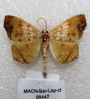  (Rhomboptila intermedia - MACN-Bar-Lep-ct 05447)  @14 [ ] Copyright (2013) MACN Museo Argentino de Ciencias Naturales "Bernardino Rivadavia"
