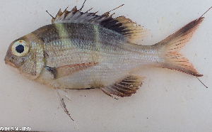  ( - 1606_005)  @11 [ ] CreativeCommons Attribution ShareAlike (2022) Institut Halieutique et des Sciences Marines Institut Halieutique et des Sciences Marines