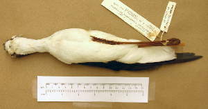  (Himantopus mexicanus - JGS 1760)  @13 [ ] CreativeCommons - Attribution (2010) Erika Tavares Royal Ontario Museum