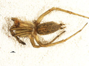  ( - 01ARONT-D02)  @12 [ ] CreativeCommons - Attribution (2009) Gergin Blagoev Centre for Biodiversity Genomics