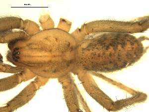  ( - 01ARONT-D03)  @12 [ ] CreativeCommons - Attribution (2009) Gergin Blagoev Centre for Biodiversity Genomics