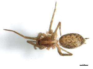  ( - 09ONTGAB-040)  @12 [ ] CreativeCommons - Attribution (2009) CBG Photography Group Centre for Biodiversity Genomics