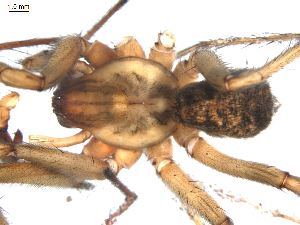  ( - BIOUG00039-H10)  @12 [ ] CC-0  G. Blagoev 2010 Unspecified