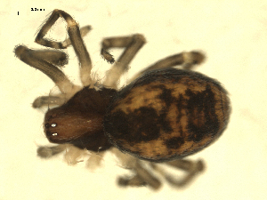  ( - CCDB-04359-D04)  @12 [ ] CC-0 (2009) G.A.Blagoev Unspecified