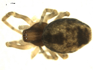  ( - CCDB-04359-F02)  @12 [ ] CC-0 (2009) G.A.Blagoev Unspecified