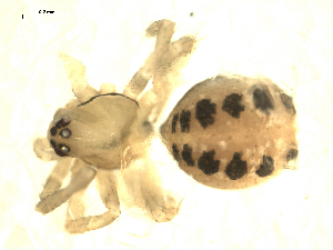  ( - CCDB-04359-G07)  @13 [ ] CC-0 (2009) G.A.Blagoev Unspecified