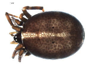  ( - CCDB-05259-D01)  @11 [ ] CreativeCommons - Attribution (2009) CBG Photography Group Centre for Biodiversity Genomics