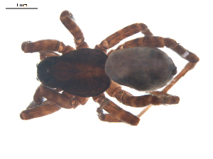  ( - BIOUG00613-C07)  @13 [ ] CC-0  G. Blagoev 2010 Unspecified