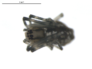 ( - BIOUG00615-B06)  @12 [ ] CC-0  G. Blagoev 2010 Unspecified