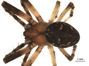  ( - BIOUG00624-F08)  @13 [ ] CC-0  G. Blagoev 2010 Unspecified