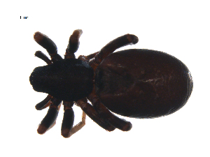  ( - BIOUG09848-G04)  @12 [ ] CreativeCommons - Attribution (2014) G. Blagoev Centre for Biodiversity Genomics