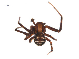  ( - BIOUG12606-B05)  @13 [ ] CreativeCommons - Attribution (2014) G. Blagoev Centre for Biodiversity Genomics