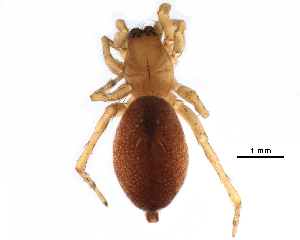  ( - BIOUG27609-G02)  @11 [ ] CreativeCommons - Attribution (2017) CBG Photography Group Centre for Biodiversity Genomics